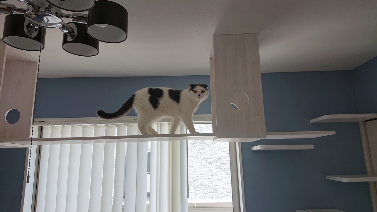 ギャラリーイメージ